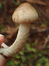 Inocybe mucidiolens image