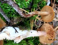 Cortinarius biformis image