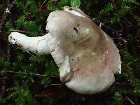 Russula murrillii image