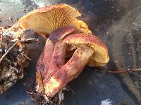 Gymnopilus thiersii image
