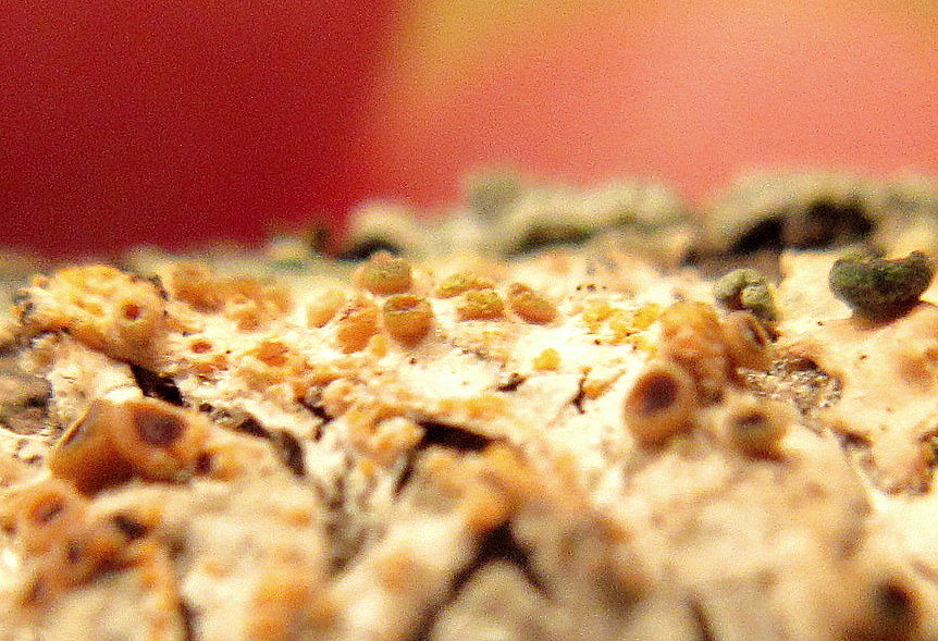Nectriopsis parmeliae image