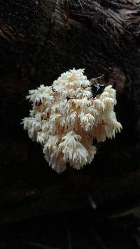 Hericium abietis image