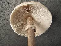 Macrolepiota konradii image