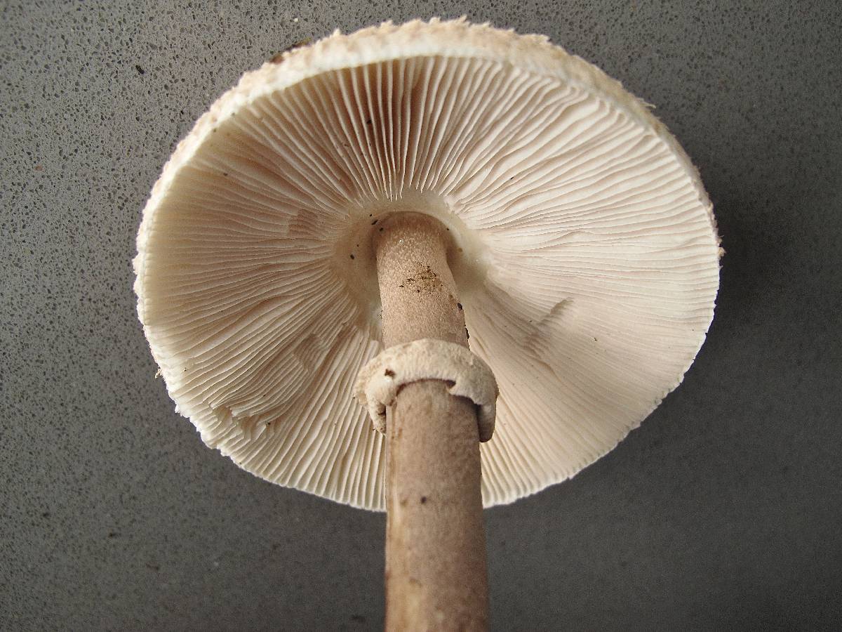 Macrolepiota konradii image