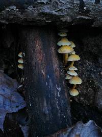 Hypholoma subviride image