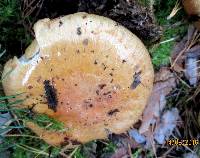 Cortinarius polymorphus image