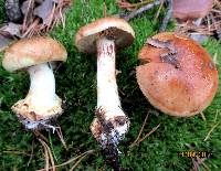 Cortinarius polymorphus image