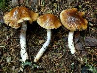 Cortinarius seidliae image