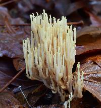 Ramaria cystidiophora image