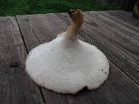 Polyporus tuberaster image