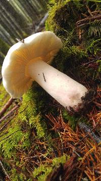 Russula lilacea image