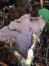 Gomphus clavatus image