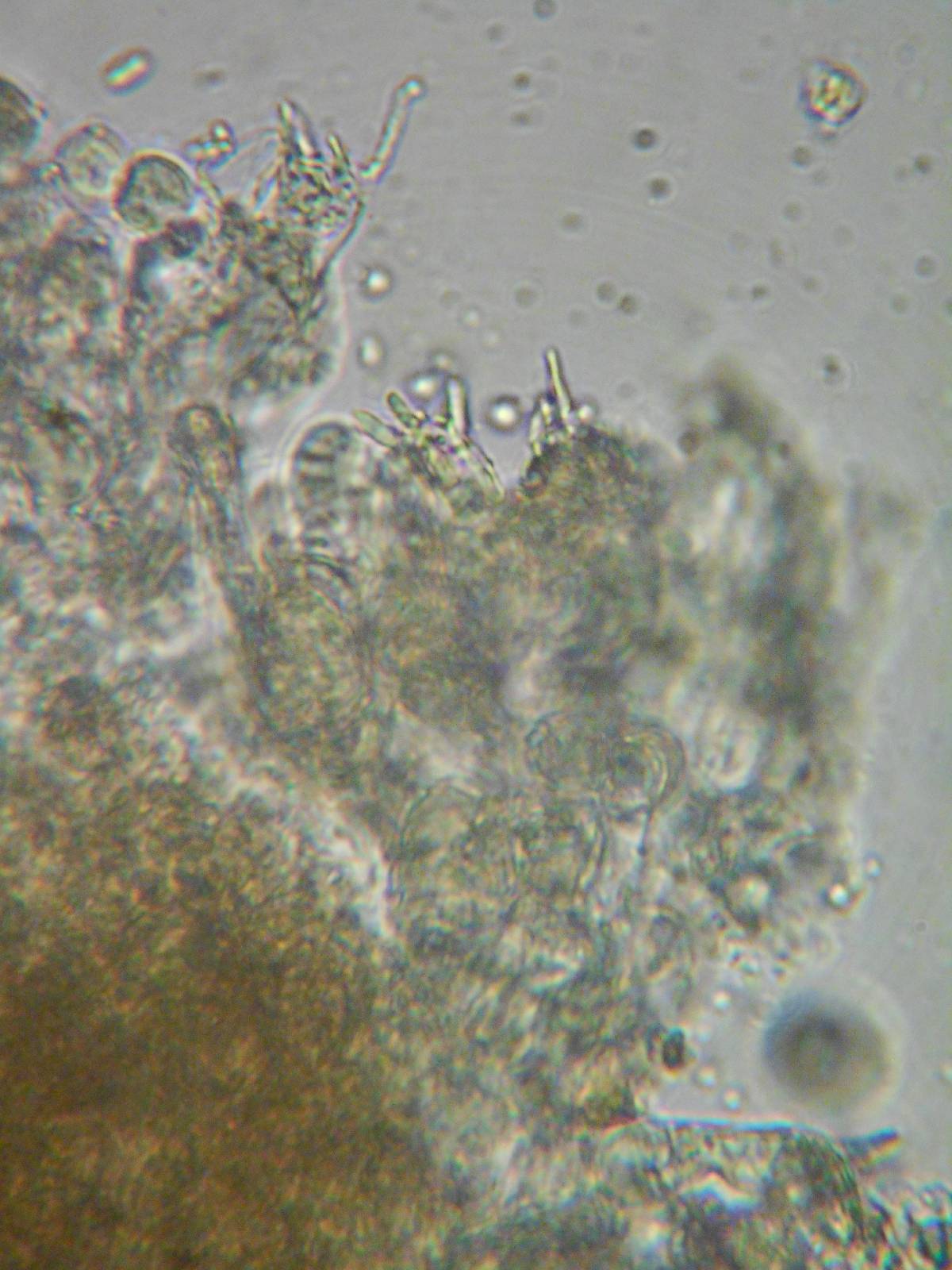 Hyphoderma capitatum image