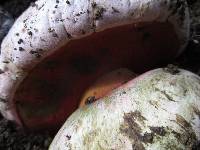 Rubroboletus eastwoodiae image