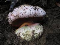 Rubroboletus eastwoodiae image