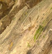 Cordyceps stylophora image