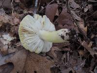 Tricholoma subsejunctum image