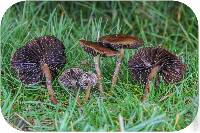 Psilocybe stuntzii image