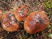 Tricholoma ustaloides image