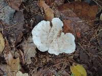 Clitocybe phyllophila image