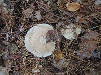 Clitocybe phyllophila image