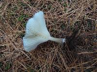 Ampulloclitocybe clavipes image