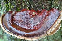 Ganoderma sessile image