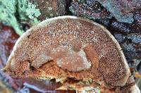 Ganoderma sessile image