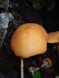 Marasmius cladophyllus image