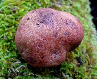 Fistulina hepatica image