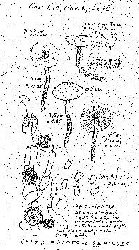 Cystolepiota seminuda image