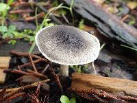 Lepiota griseovirens image