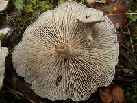 Entoloma undatum image