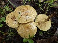 Pholiota alnicola image