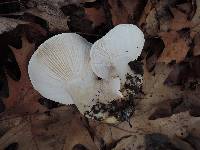 Hygrophorus sordidus image