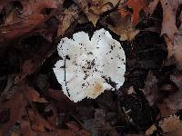 Tricholoma subresplendens image