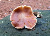 Rhodocollybia butyracea image