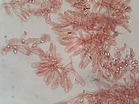 Lepiota griseovirens image