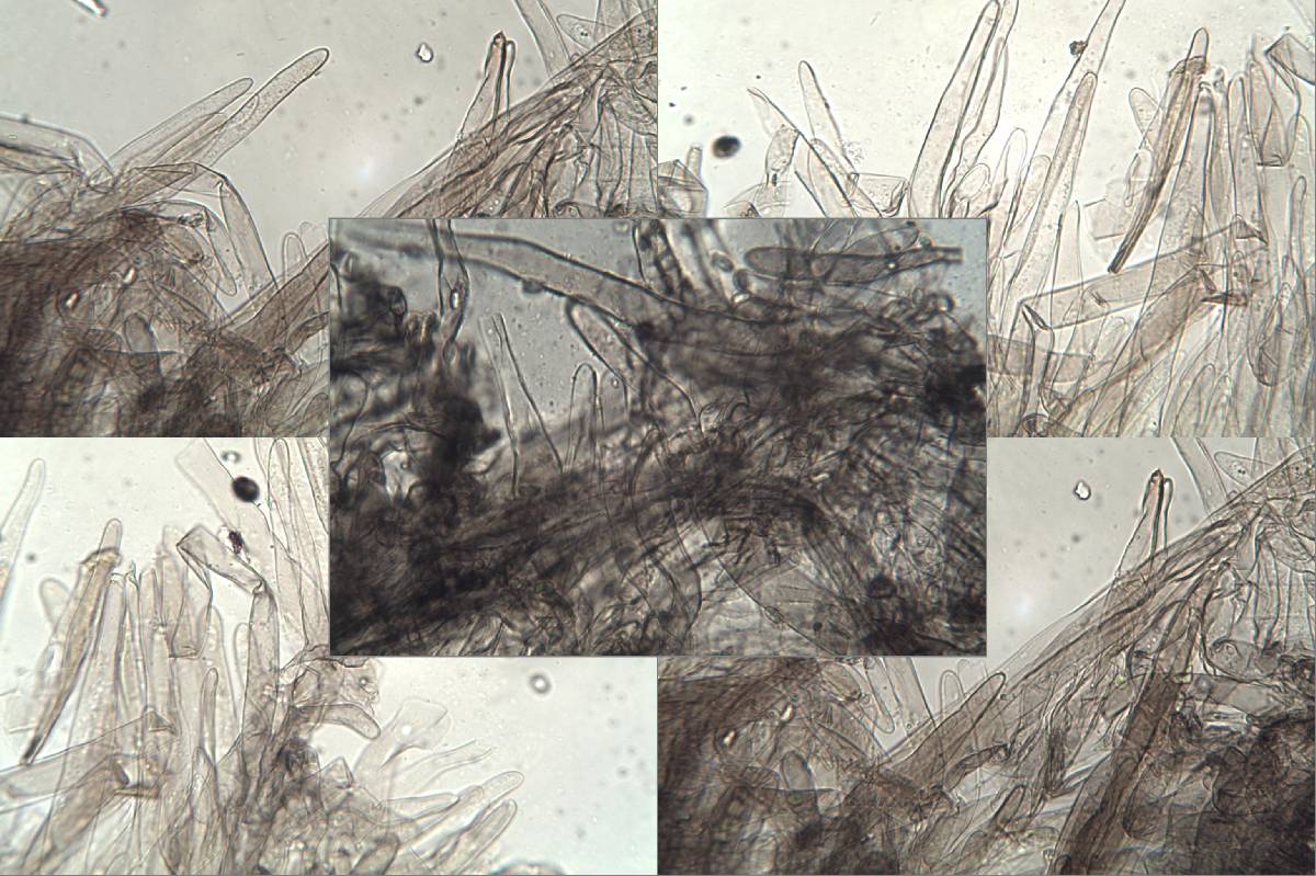 Lepiota griseovirens image