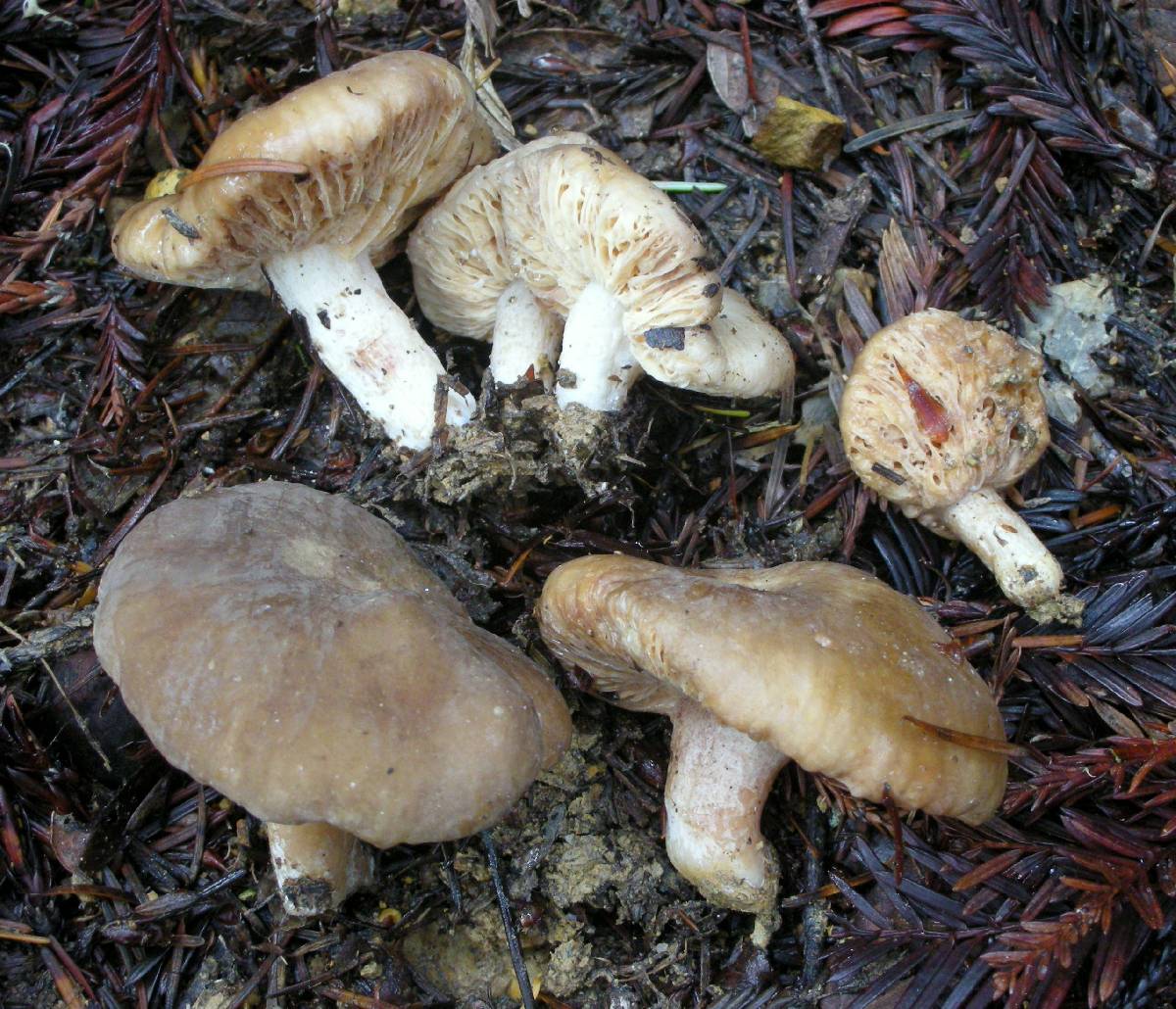 Arcangeliella desjardinii image