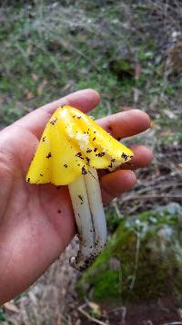 Hygrocybe acutoconica image