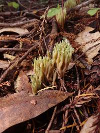 Ramaria apiculata image