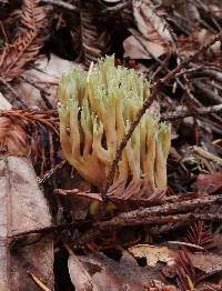 Ramaria apiculata image