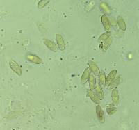 Suillus subaureus image