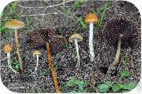 Psilocybe azurescens image