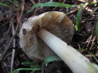 Inocybe sororia image