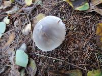 Leucoagaricus cinereolilacinus image