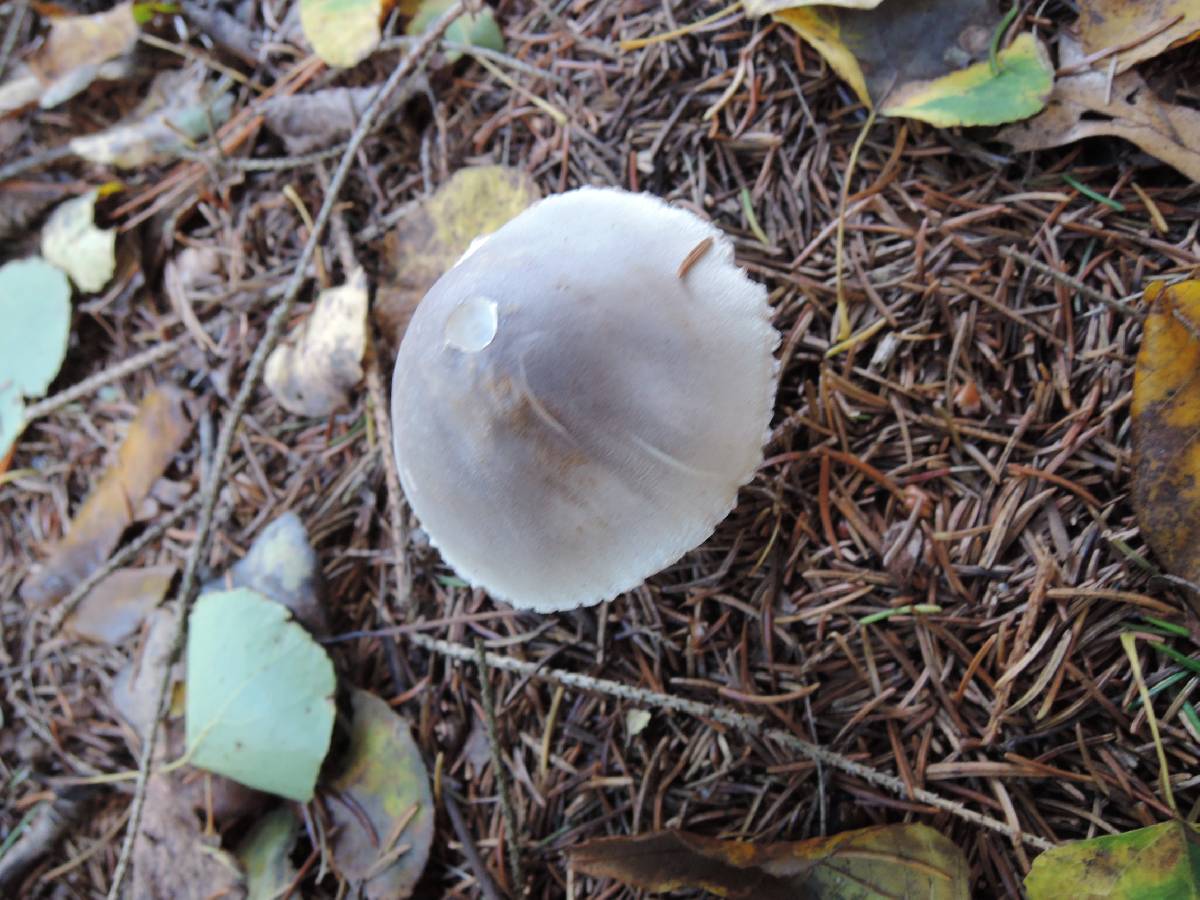 Leucoagaricus cinereolilacinus image