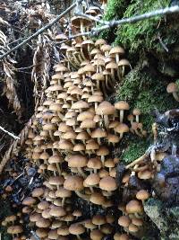 Psathyrella piluliformis image