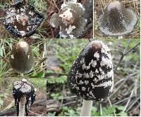 Coprinopsis picacea image